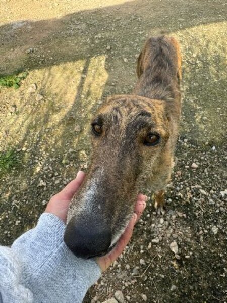 Adopter Hanko