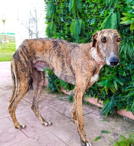 Adopter Hanko