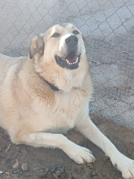 Adopter Hannah