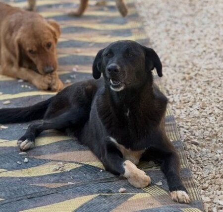 Adopter Happy