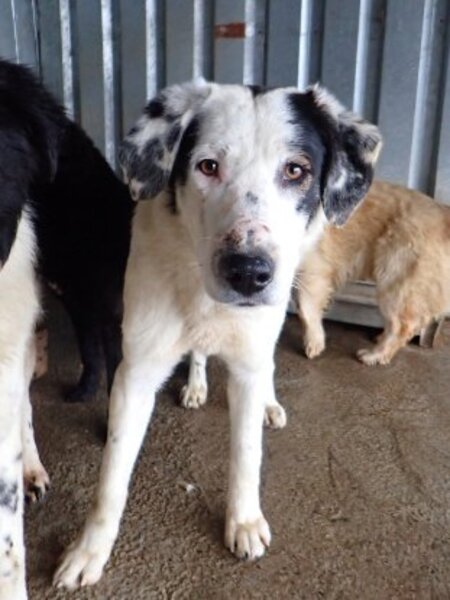 Adopter Harley