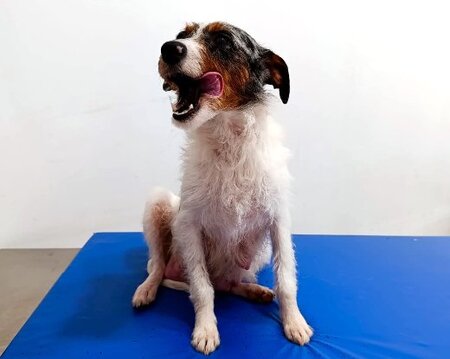 Adopter Harper