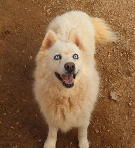 Adopter Harper