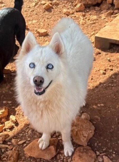 Adopter Harper