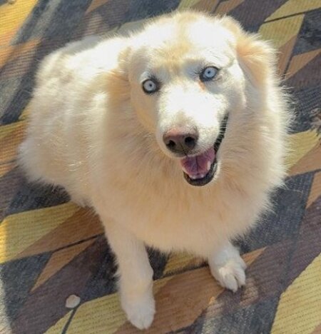 Adopter Harper