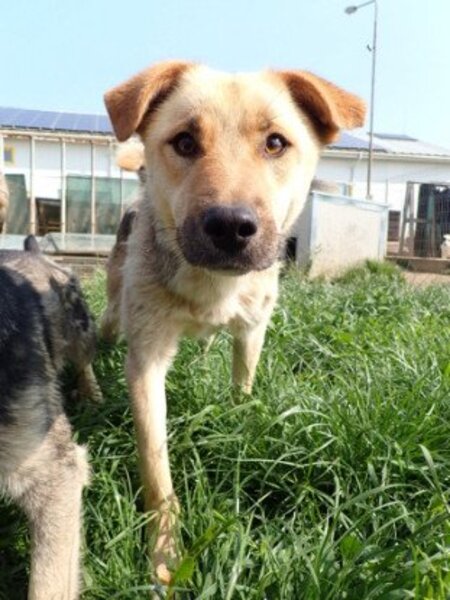 Adopter Harrison