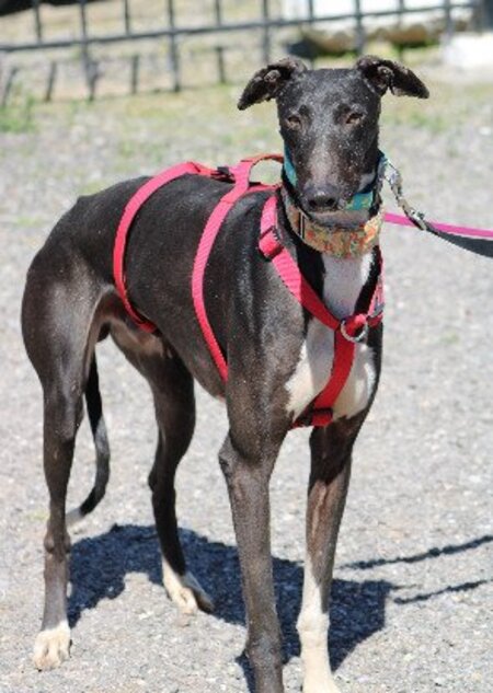 Adopter Harrison