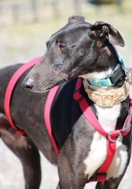 Adopter Harrison
