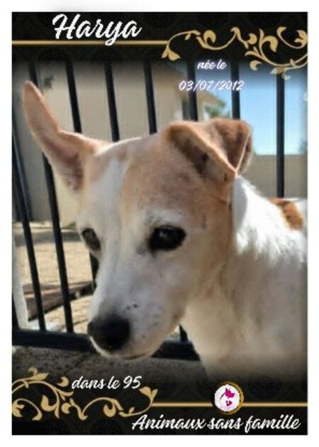 Adopter Harya