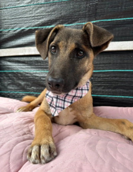 Adopter Haya