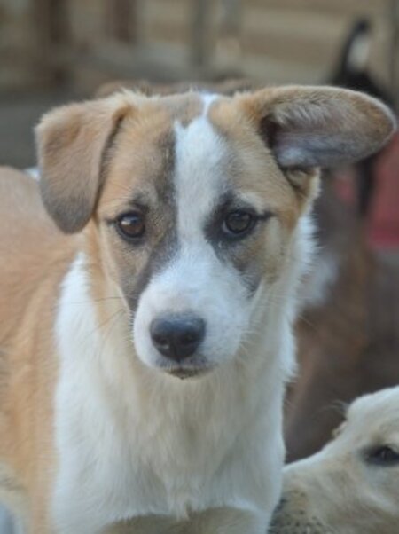 Adopter Helia