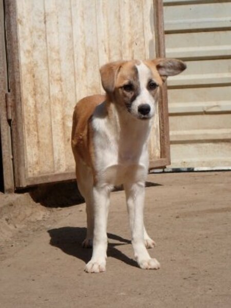 Adopter Helia
