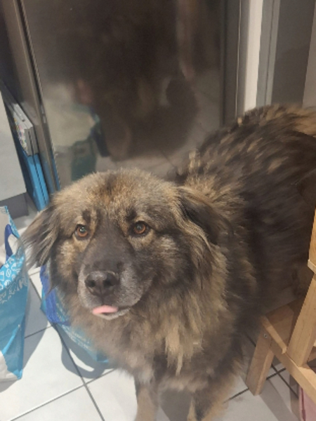 Adopter Helios