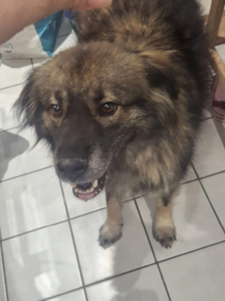 Adopter Helios
