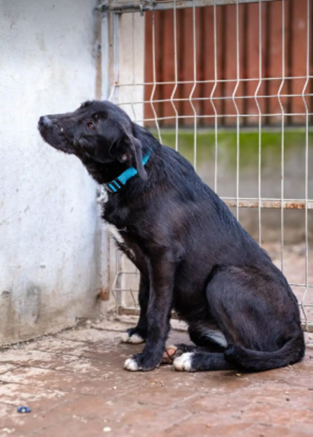 Adopter Hellen