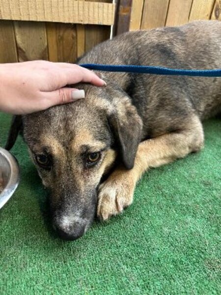 Adopter Hemera