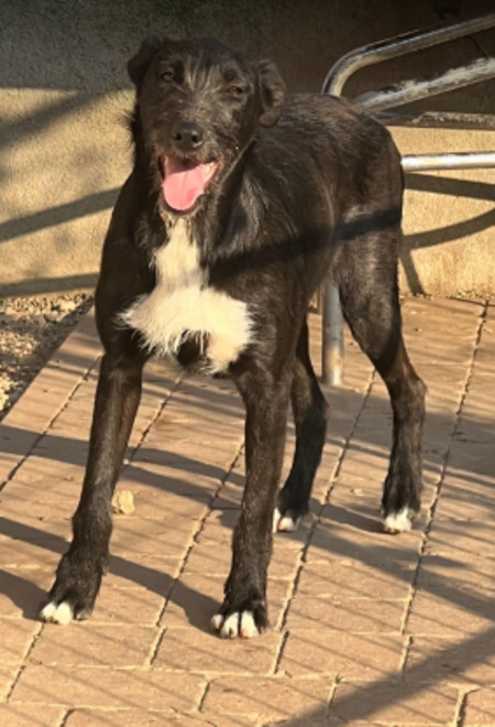 Adopter Henry