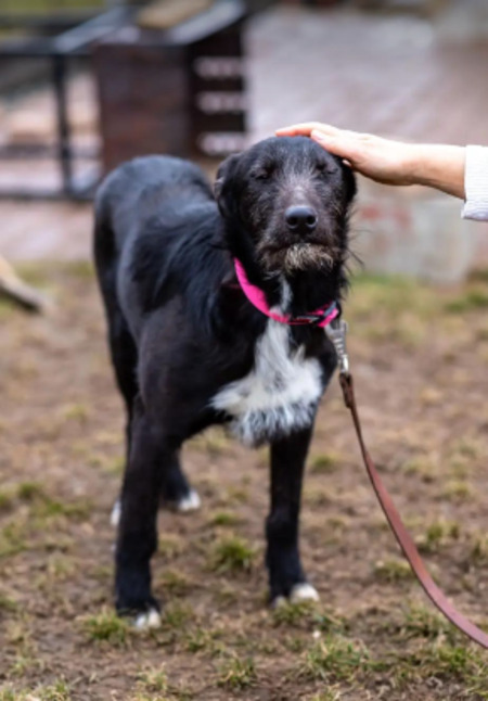 Adopter Henry