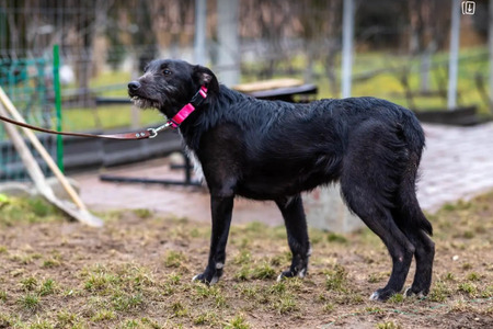 Adopter Henry