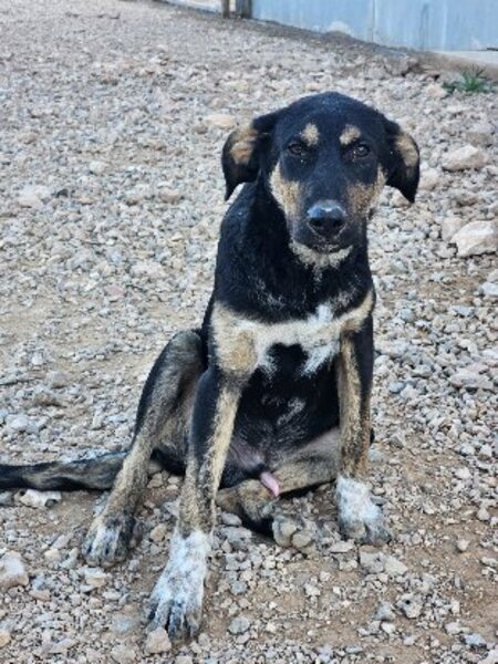 Adopter Hercules