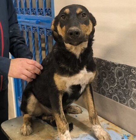 Adopter Hercules