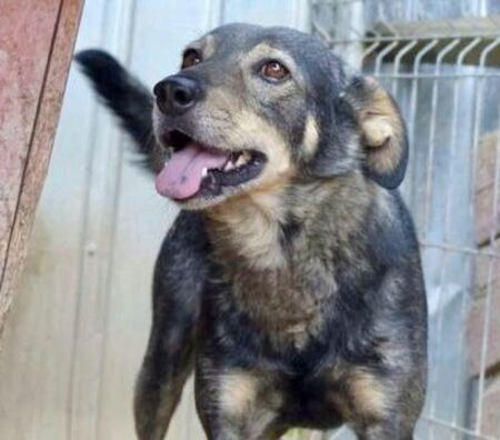 Adopter Hermes