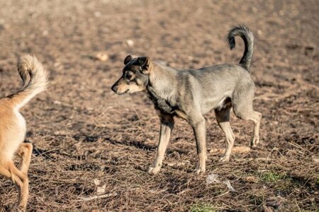 Adopter Hermes