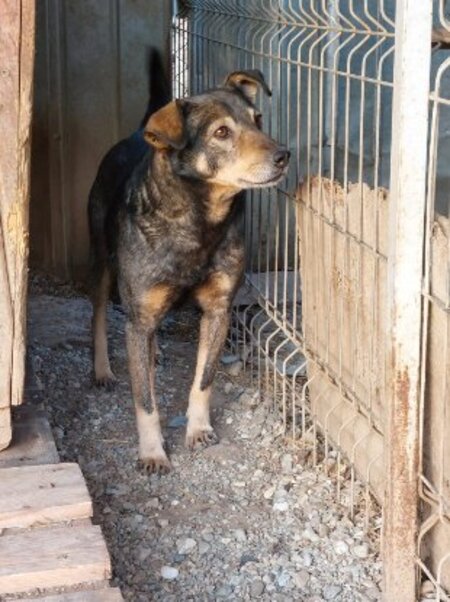Adopter Hermes