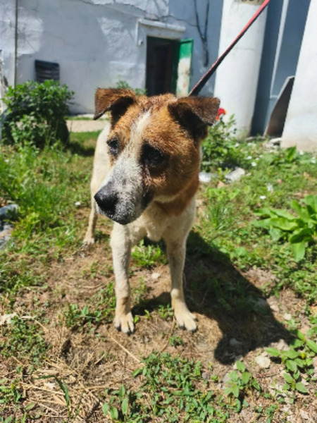 Adopter Hérold