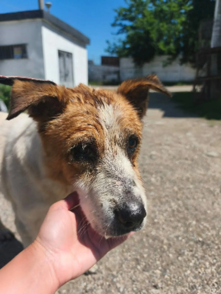 Adopter Hérold