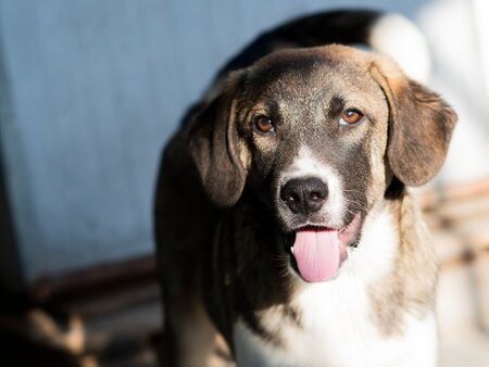 Adopter Hipo