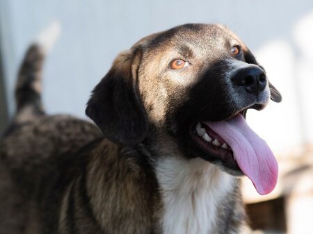 Adopter Hipo