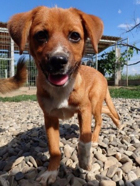 Adopter Hocus