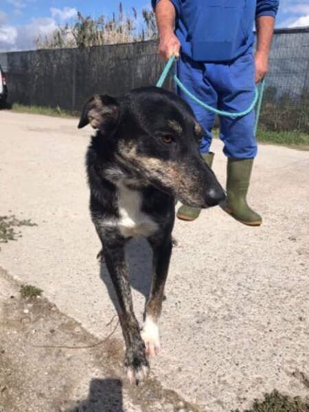 Adopter Hoody