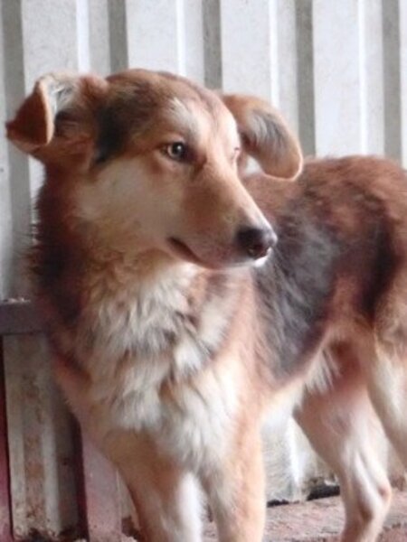Adopter Hooper