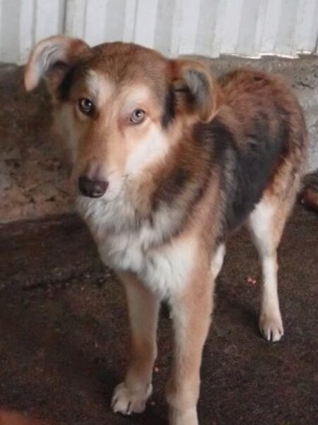 Adopter Hooper