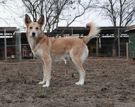 Adopter Hope