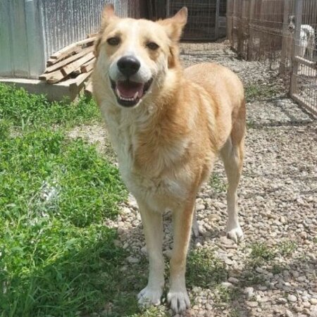 Adopter Hope
