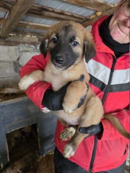 Adopter Hopi