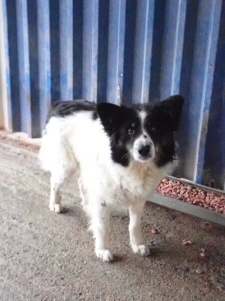 Adopter Houston