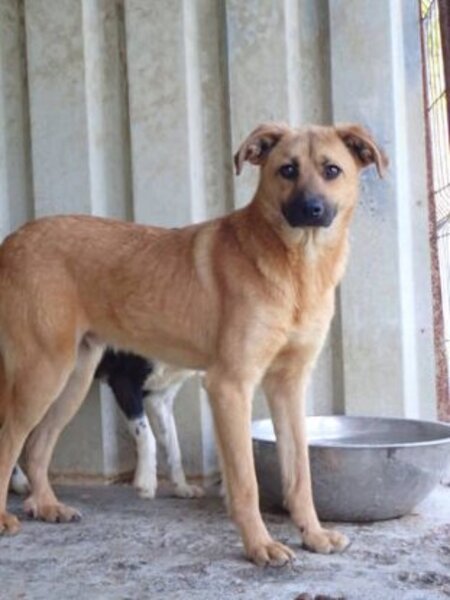 Adopter Howard