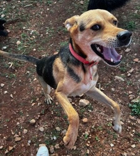 Adopter Hugo