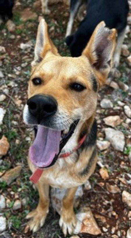 Adopter Hugo