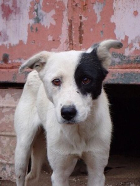 Adopter Hyaris