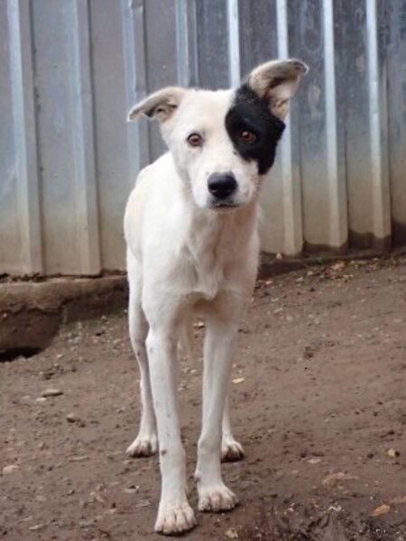 Adopter Hyaris