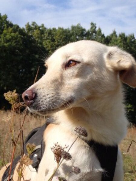 Adopter Hyperion