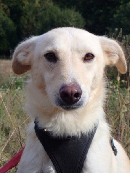 Adopter Hyperion
