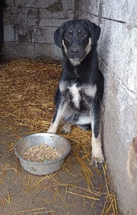 Adopter Iancu