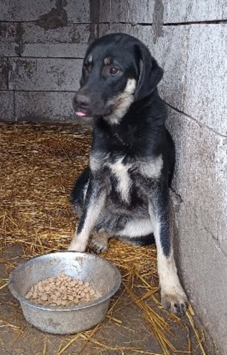 Adopter Iancu
