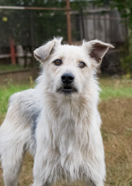 Adopter Iggy